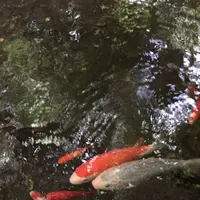 等々力渓谷の写真・動画_image_268680
