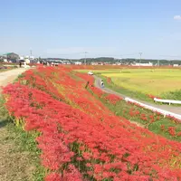 矢勝川の彼岸花の写真・動画_image_269117