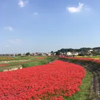 矢勝川の彼岸花の写真・動画_image_269119