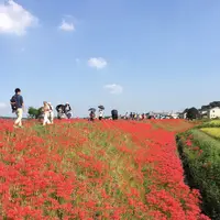 矢勝川の彼岸花の写真・動画_image_269120