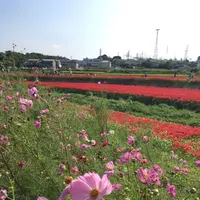 矢勝川の彼岸花の写真・動画_image_269121