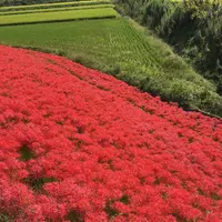 矢勝川の彼岸花の写真・動画_image_269122