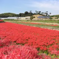 矢勝川の彼岸花の写真・動画_image_269124