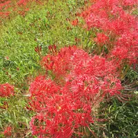 矢勝川の彼岸花の写真・動画_image_269125