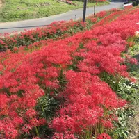 矢勝川の彼岸花の写真・動画_image_269126