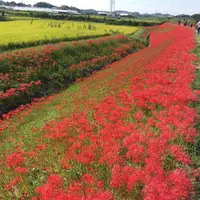 矢勝川の彼岸花の写真・動画_image_269127