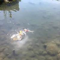 旧芝離宮恩賜庭園の写真・動画_image_270577