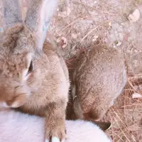 大久野島の写真・動画_image_271646