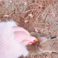 大久野島の写真・動画_image_271647