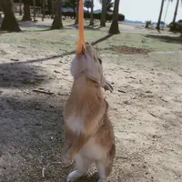大久野島の写真・動画_image_271650