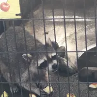 夢見ケ崎動物公園の写真・動画_image_272222
