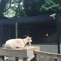 夢見ケ崎動物公園の写真・動画_image_272223
