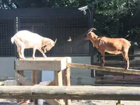 夢見ケ崎動物公園の写真・動画_image_272224