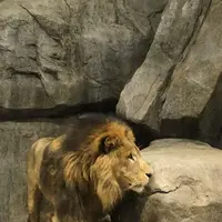 よこはま動物園ズーラシアの写真・動画_image_272658