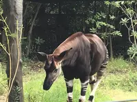 よこはま動物園ズーラシアの写真・動画_image_272660