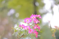 ツインアーチ１３８の写真・動画_image_273695