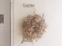 torse （トルス）の写真・動画_image_273853