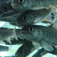 いわなの里峡の写真・動画_image_276077
