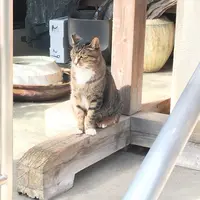 銀杏岡八幡神社の写真・動画_image_277224