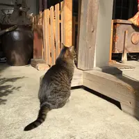 銀杏岡八幡神社の写真・動画_image_277226