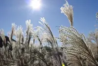 曽爾高原の写真・動画_image_277301
