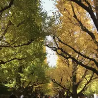 明治神宮外苑いちょう並木の写真・動画_image_278491