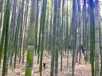 嵐山の写真・動画_image_280216