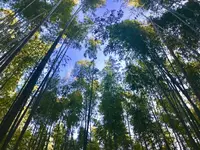 嵐山の写真・動画_image_280218