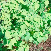 生活の木薬香草園の写真・動画_image_280319