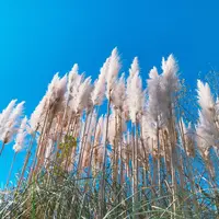 生活の木薬香草園の写真・動画_image_280321