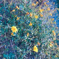 生活の木薬香草園の写真・動画_image_280322
