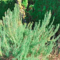 生活の木薬香草園の写真・動画_image_280323