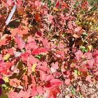 生活の木薬香草園の写真・動画_image_280324