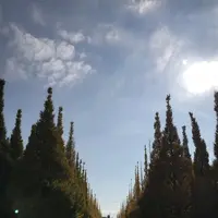 明治神宮外苑いちょう並木の写真・動画_image_280451