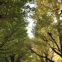 明治神宮外苑いちょう並木の写真・動画_image_280453