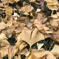 明治神宮外苑いちょう並木の写真・動画_image_280454