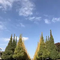 明治神宮外苑いちょう並木の写真・動画_image_280456