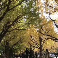 明治神宮外苑いちょう並木の写真・動画_image_280457