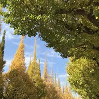 明治神宮外苑いちょう並木の写真・動画_image_280458