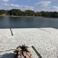 大濠公園の写真・動画_image_281336