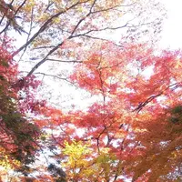 永源寺（もみじ寺）の写真・動画_image_281354