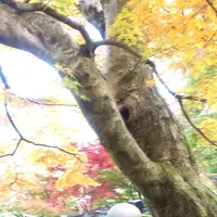 永源寺（もみじ寺）の写真・動画_image_281355