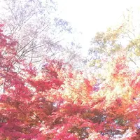 永源寺（もみじ寺）の写真・動画_image_281356