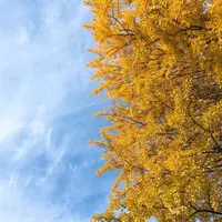 上野東照宮の写真・動画_image_281953