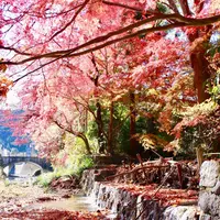 高尾山の写真・動画_image_282982