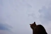 佐柳島の写真・動画_image_285119