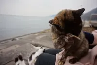 佐柳島の写真・動画_image_285120