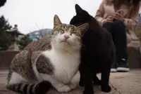 佐柳島の写真・動画_image_285122