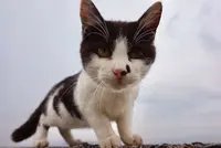 佐柳島の写真・動画_image_285123