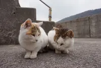 佐柳島の写真・動画_image_285125